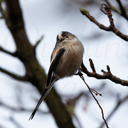 Long Tailed Tit