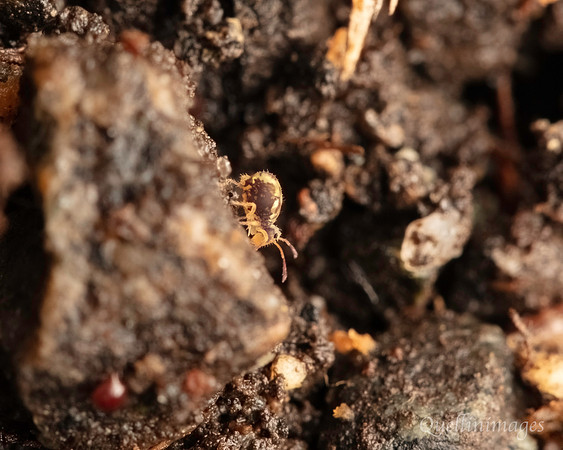 069. Springtail 3 Gov. Hse. 19OCT24