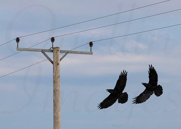 Raven Power