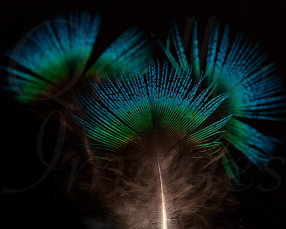 Peacock feather abstract 1
