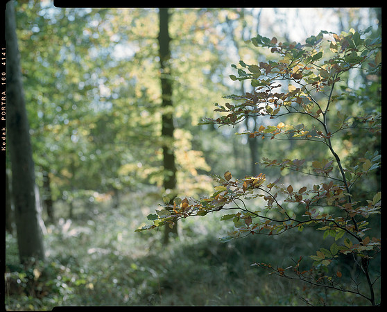 Woodland
