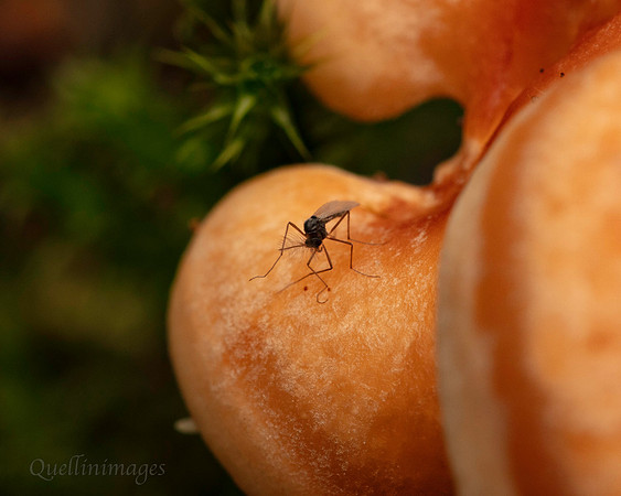 056. Fungus gnat Gov. Hse. 19OCT24