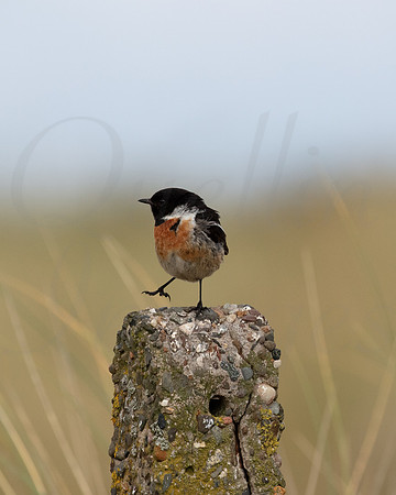 Stonechat dancing