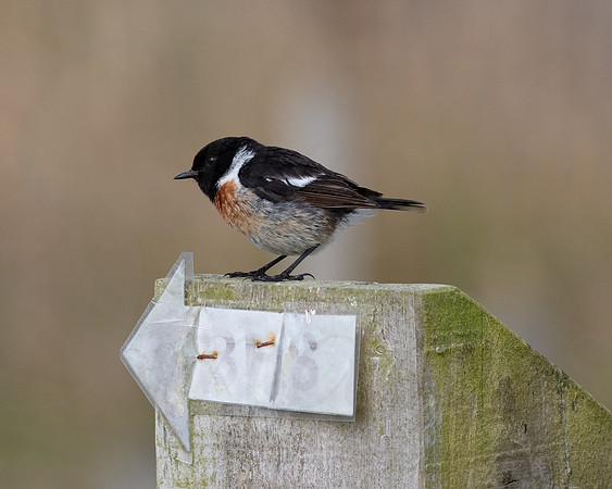 Stonechat with a message 2