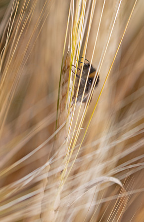 Bumble Bee in the barley 1