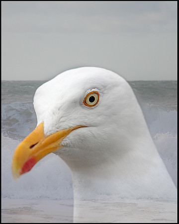 Birds Gull portrait 1a