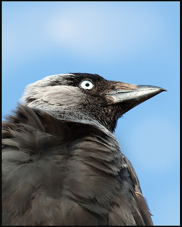 Jackdaw