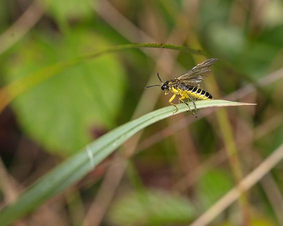 Saw Fly (Tenthredo) 1B 18AUG24