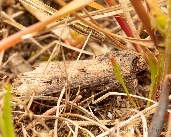 Moth not known 3 02 POA 15JUN25