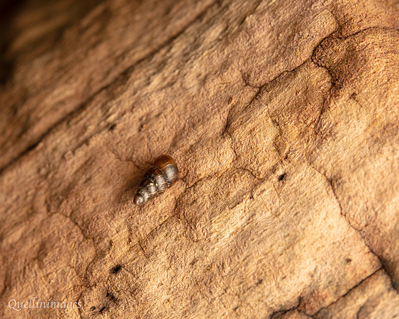 001. Snail Gov. Hse 19OCT24