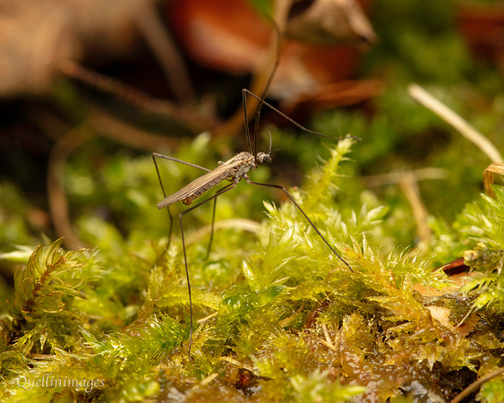 004. Crane Fly Gov. Hse. 19OCT24