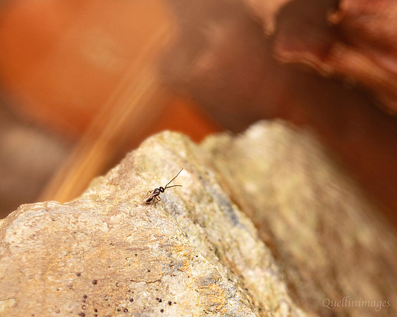 064. Very tiny fly Gov. Hse. 19OCT24