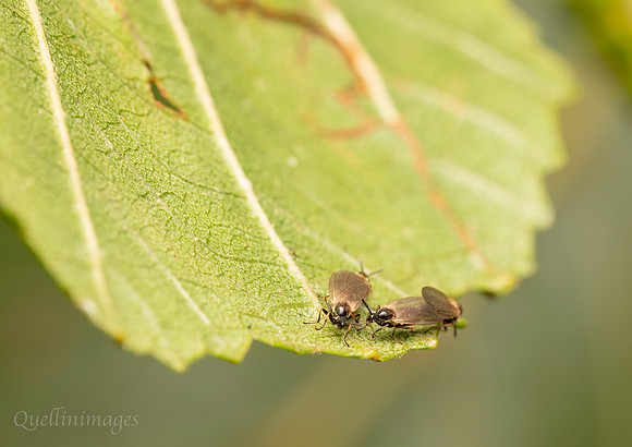 022. Flies Unknown mating 1B 21SEP24