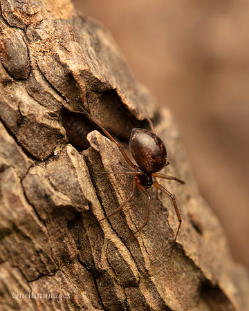 077. Spider small Gov. Hse. 19OCT24