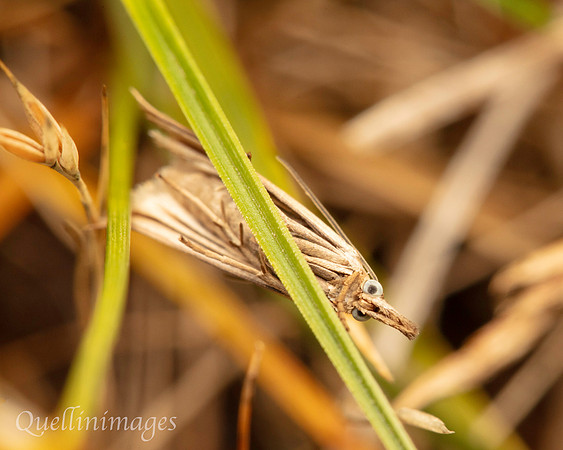 Grass Moth 01 POA 15JUN25