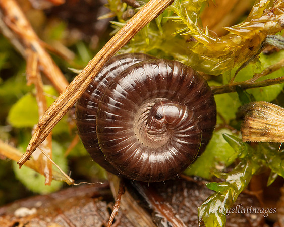 060. Millipede 2 sleeping Gov. Hse. 19OCT24