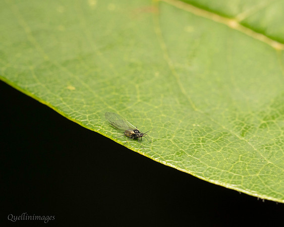 028. V small fly A Gov. Hse. 19OCT24