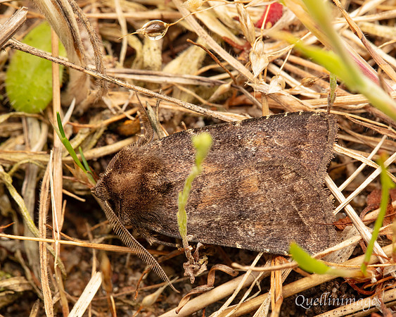 Moth not known 2 02 POA 15JUN25