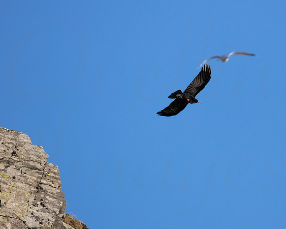 Soaring