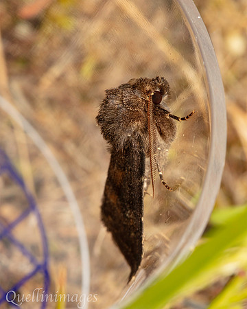 Moth not known 2 01 POA 15JUN25