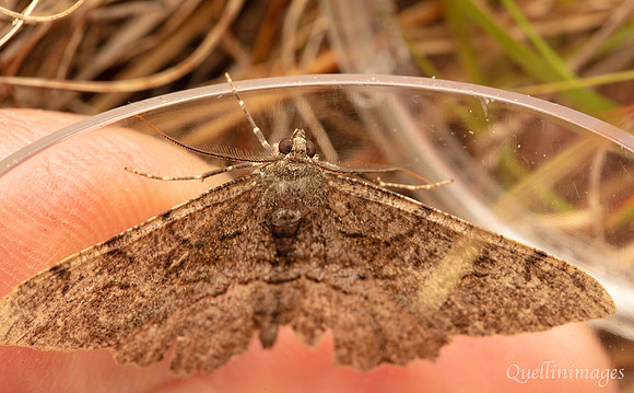 Moth not known 4 01 POA 15JUN25