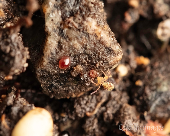 070. Springtail 3 Gov. Hse. 19OCT24