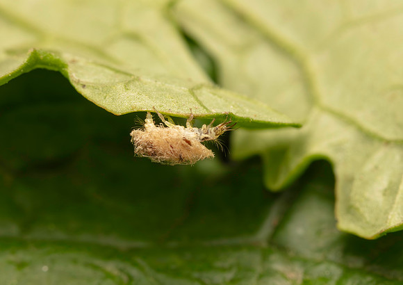 012. Lacewing Larvae 1A 21SEP24