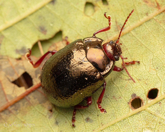 046. Leaf Beetle Gov. Hse. 19OCT24