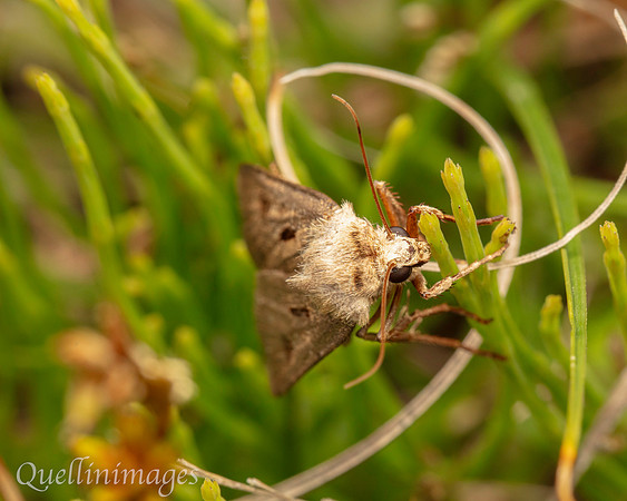 Moth not known 1 02 POA 15JUN25