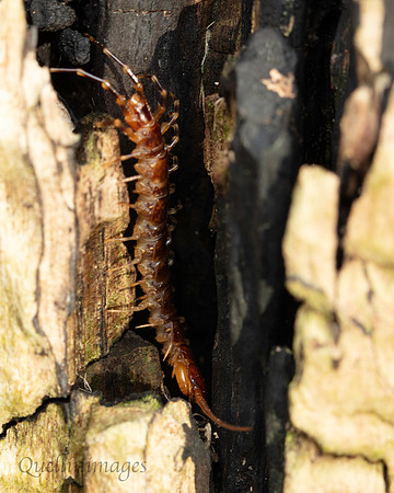 083. Centipede Lithobius varigatus 19OCT24