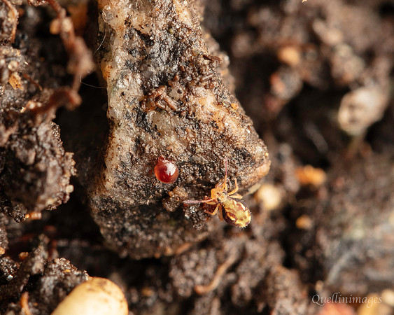 071. Springtail 3 and Oribatid Gov. Hse. 19OCT24