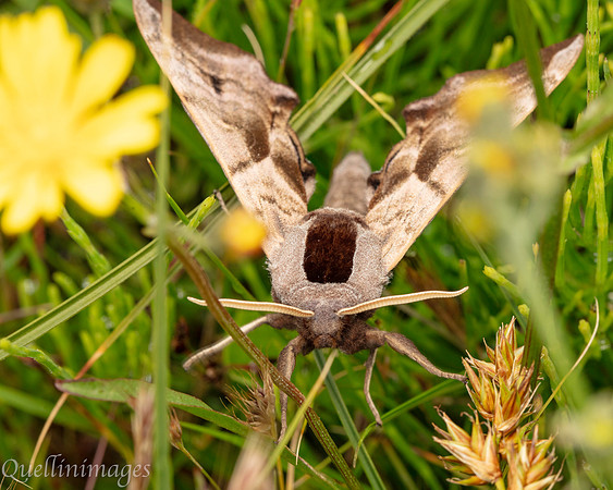 Eyed Hawk Moth 04 POA 15JUN25