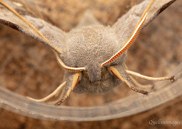 Poplar Hawk Moth... get me out of this jar