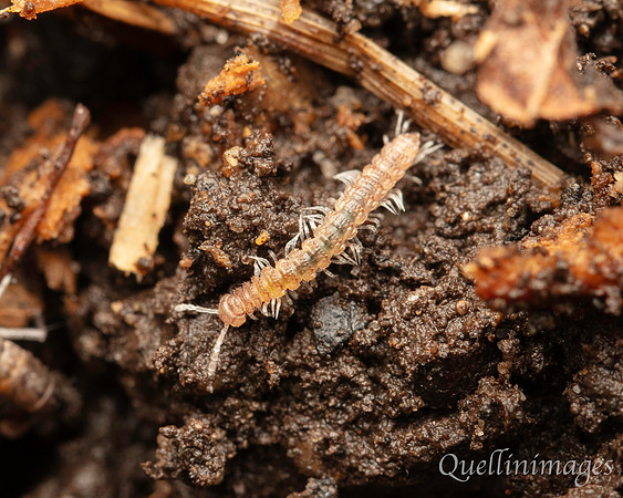 074. Centipede Gov. Hse. 19OCT24