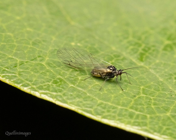029. V small fly B Gov. Hse. 19OCT24