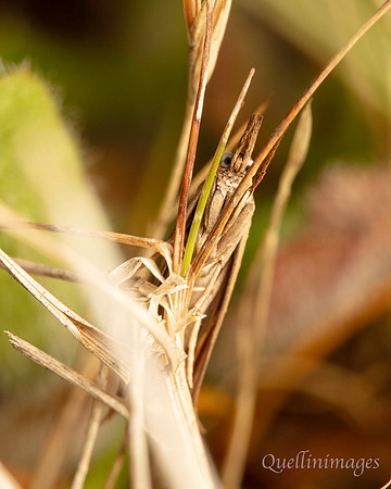 Grass Moth 02 POA 15JUN25