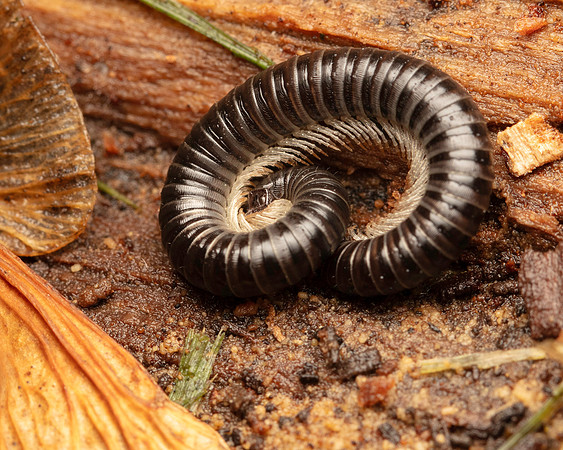 059. Millipede sleeping Gov. Hse. 19OCT24