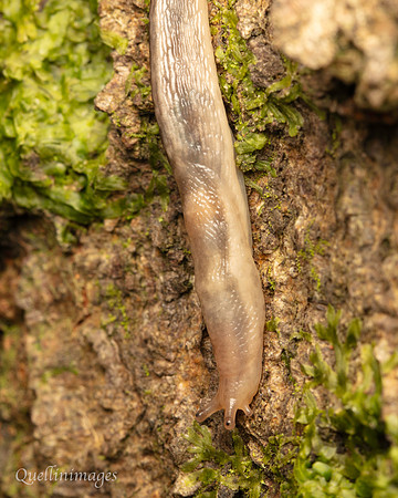 016. Tree slug Lehmannia marginata 19OCT24