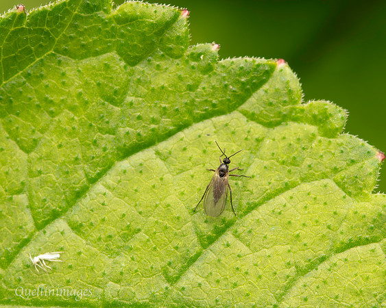 036. V small fly Gov. Hse. 19OCT24
