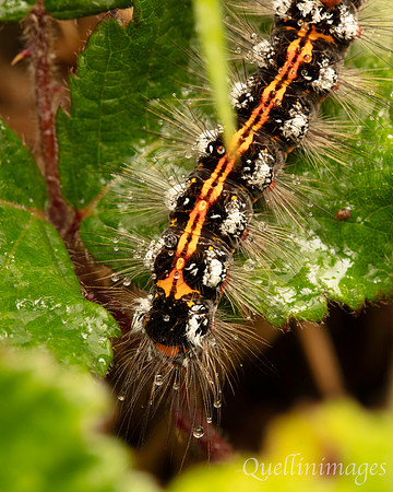 Caterpillar no ID 01 POA 15JUN25