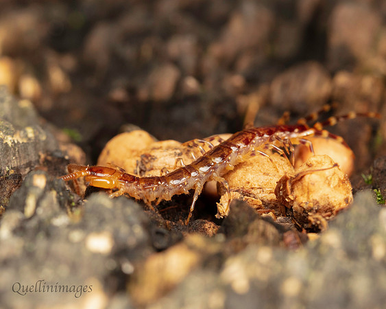084. Centipede Lithobius varigatus 19OCT24