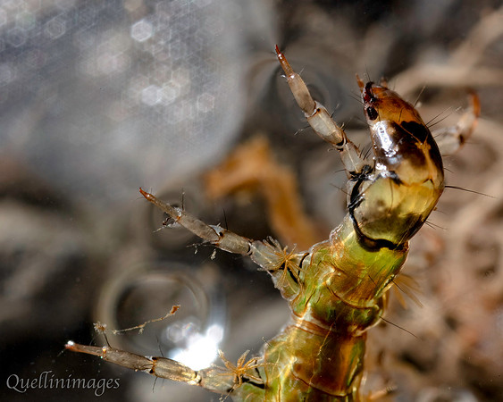Caddis fly uncased B