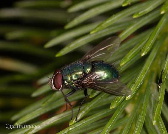 Lucillia, species not identified