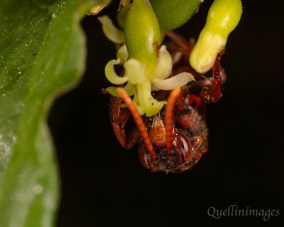 Nomada 1 B