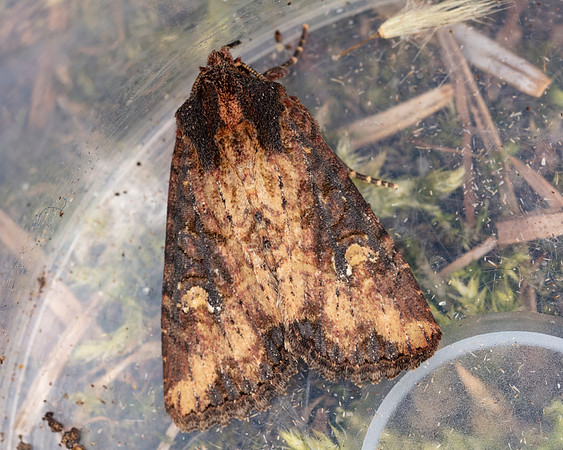 070 Common Rustic Moth
