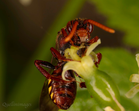 Nomada 1 D