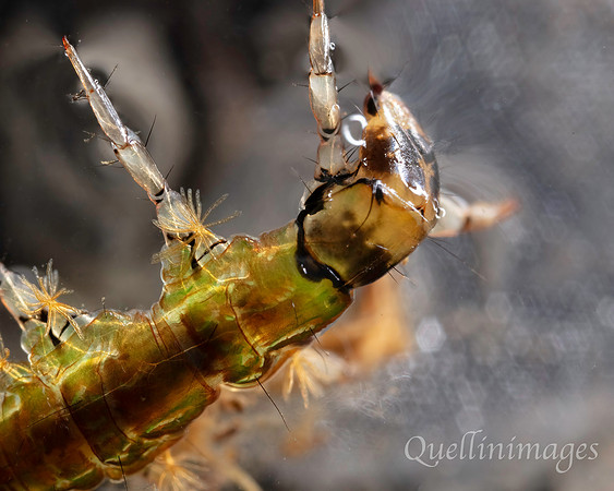 Caddis fly uncased C