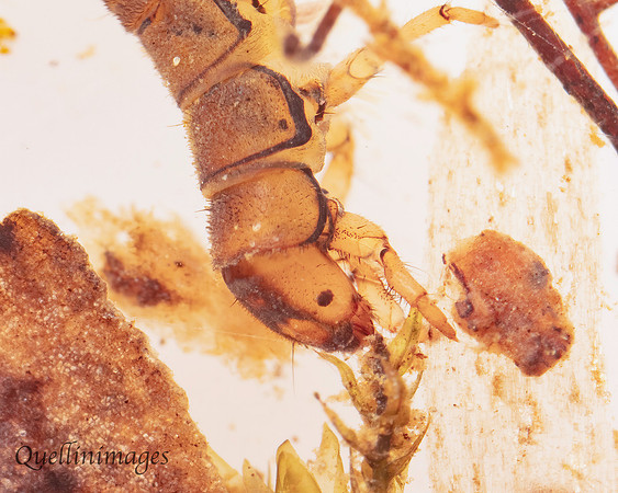 Beetle Larva 1c 15MAR25