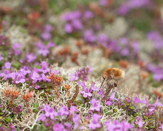 Heath Bee Fly 2 19JUL25