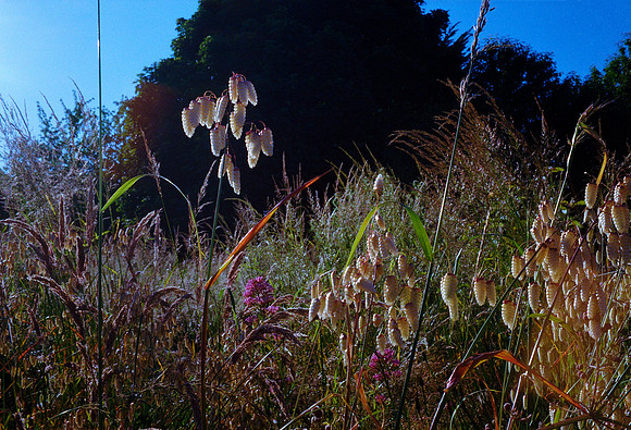 Grasses